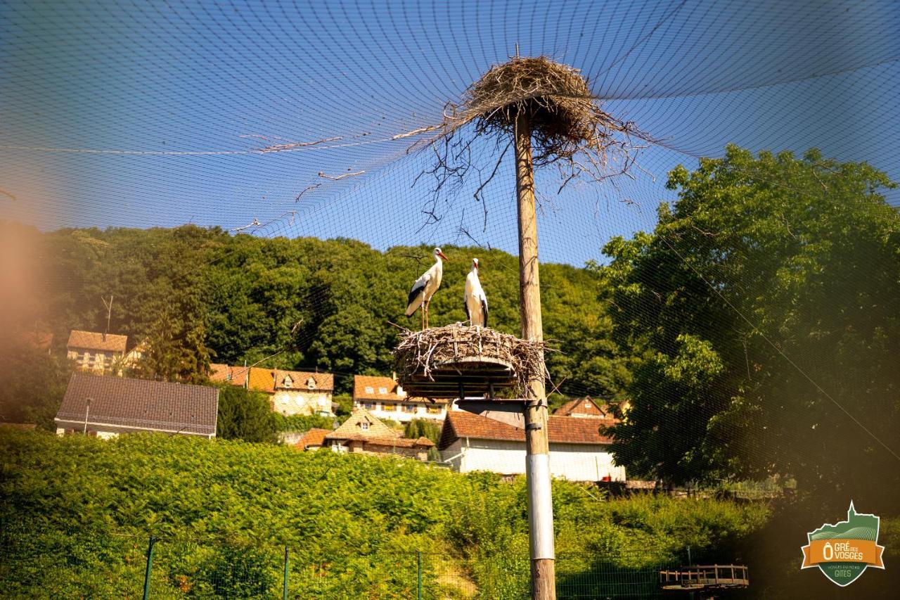 Gîte Ô Gré des Vosges Oberbronn Esterno foto